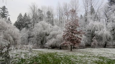 İlk kar ve ilk don (parkta)).