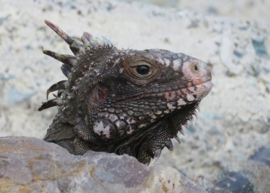  StThomas yerel iguananın portresi                              