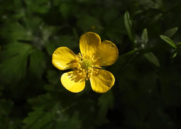 Island Mohn Gelb Glänzende Blume — Stockfoto