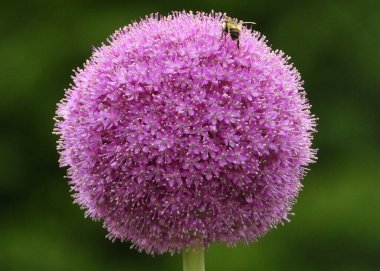 Dev Soğan Yayını Yaban Pırasası Çiçeği          