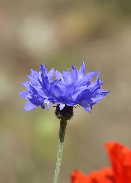 Kukurydziany Kwiat Knapweeds Kwiat Głowy — Zdjęcie stockowe