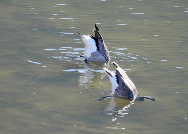 Καναδική Geese Συγχρονισμένη Καταδυτική Δραστηριότητα — Φωτογραφία Αρχείου