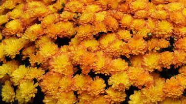 Sarı Kasımpatı çiçekleri halı gibi