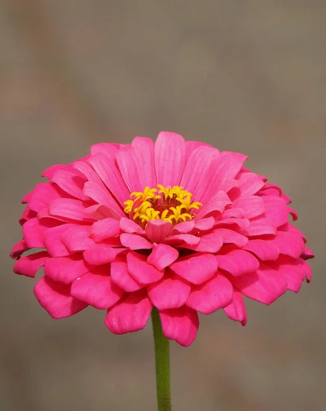 Często Cynnia Fioletowy Kwiat Głowa — Zdjęcie stockowe