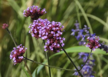 Mor başlıklı mor mine çiçeği başı.