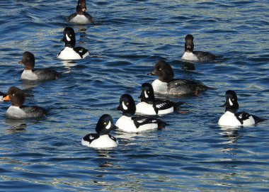 Yüzen Kapüşonlu Mergan sürüsü