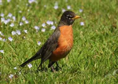 Kahvaltı sırasında Kırmızı Robin          