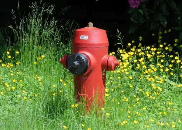 Hidrante Fuego Rodeado Flores Campo —  Fotos de Stock