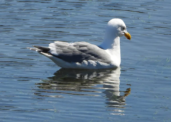 Seagull Navigating Calm Ocean Waters — Stock Photo, Image
