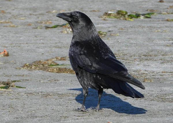 American Crow Een Intelligente Vogel — Stockfoto