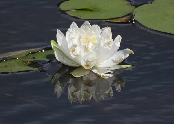 White Wild Water Lily Reflecting Water — Stock Photo, Image