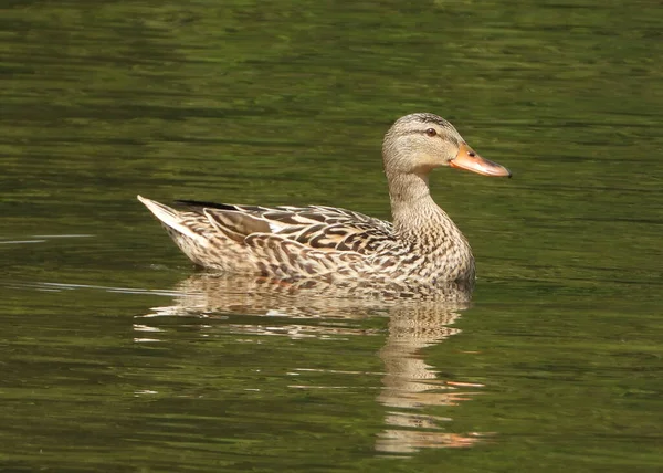 Mallard Lady Duck Belle — Photo