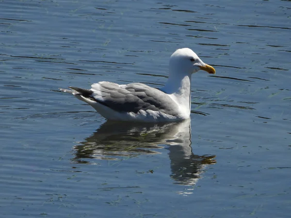 stock image Seagull swimming in the glassy waters