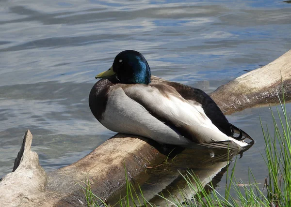 Ağaç Kütüğünde Dinlenen Mallard Duck — Stok fotoğraf