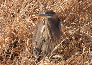 Kuru çayırlarda gri balıkçıl