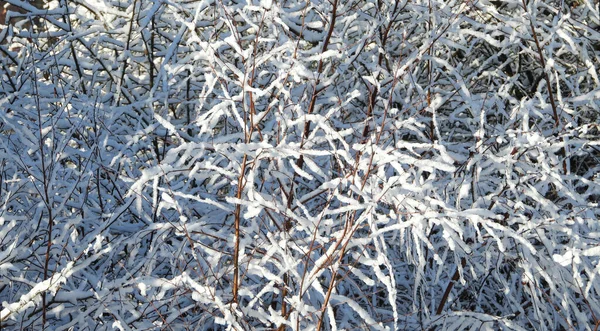 Свежий Снег Ветвях Деревьев — стоковое фото