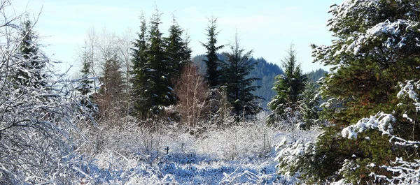 Árboles Arbustos Nieve Fresca Mañana —  Fotos de Stock