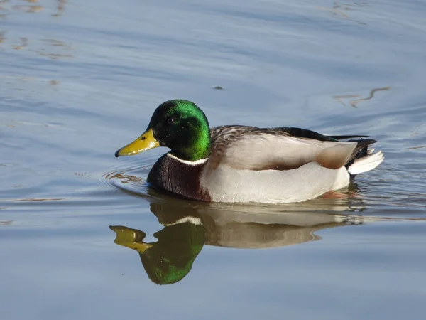 Islak Erkek Mallard Duck Yansıması — Stok fotoğraf