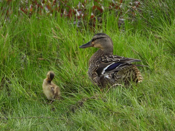 American Black Duck Μαμά Και Μωρό Της — Φωτογραφία Αρχείου