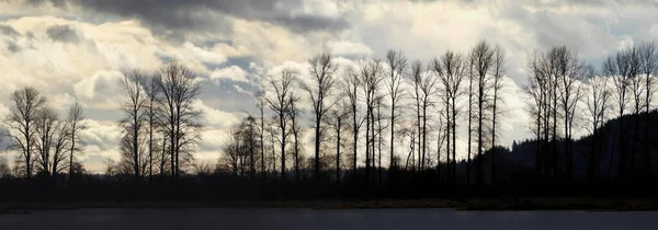 Winterbomen Een Bewolkte Middag — Stockfoto