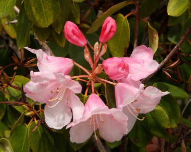Rhododendron 'un Dandy Man Renk Çarkı
