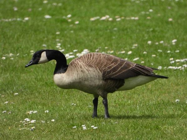 Canadian Goose Looking Young Grass — Stock Photo, Image