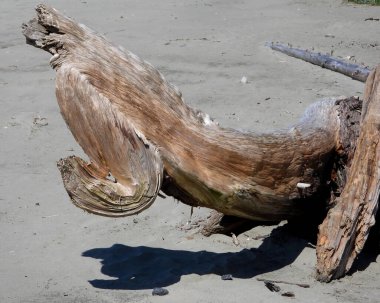 Yaşlı ağaç gövdesi sahile vurmuş.