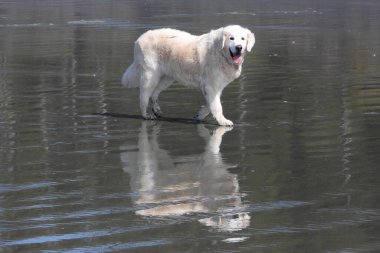 Sahildeki beyaz köpek suya yansıdı..