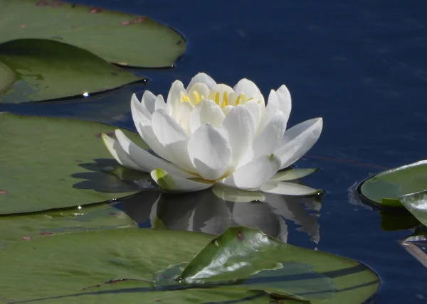 White Water Lily Decorates Marches — Stock Photo, Image