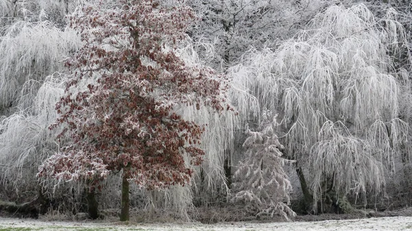 Зимние Замерзшие Деревья Стране Чудес — стоковое фото