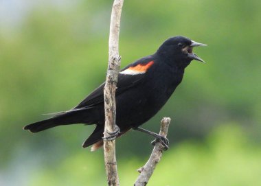 Kırmızı Kanatlı Karatavuk kampı şarkıcısı