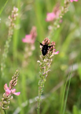 Tarla çiçeklerinde nektar arayan yaban arısı