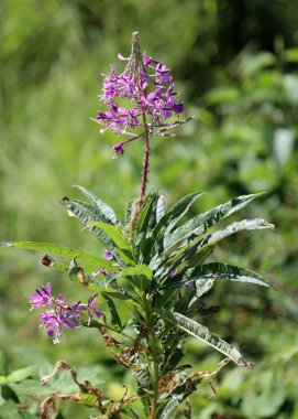  Willowhere ailesinden Mor Fireweed tarlası çiçeği.