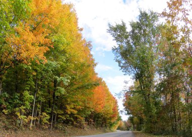 Potsdam NY Eyaleti Renkli Sonbahar Yeşilliği