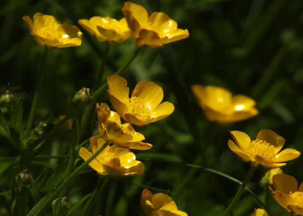 Meadow Buttercup Yellow Glossy Flower Head — Stock Photo, Image