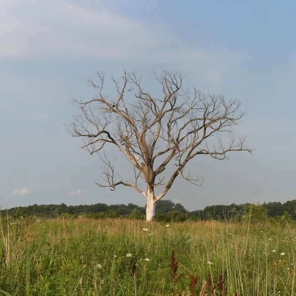 stock image Iowa lonely tree in the farm field          