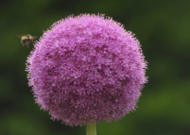 Dev Soğan Çiçeği 'nin ziyaretçisi var.