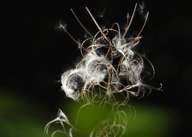 Sonbahar renkleri doğa tarafından boyanmış 6 numara