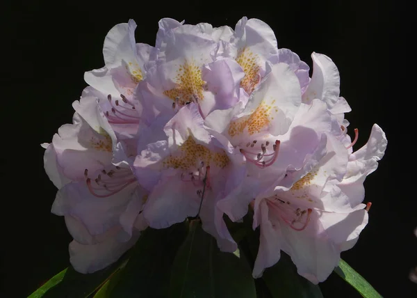 Cotawba Rosebay Kwiaty Rodziny Azaleas — Zdjęcie stockowe