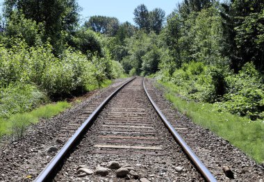 Yeşil ağaçlar ve çalılar arasındaki raylar.