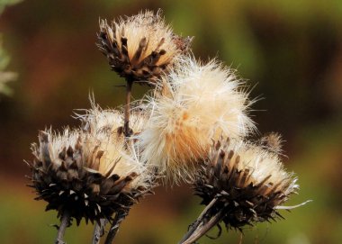 Cynara 'nın Cardoon türlerine enginar devedikeni denir.