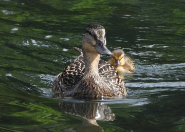    Amerikalı Kara Ördek kadın çok meraklı.       