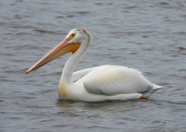  Amerikan Beyaz Pelikanı büyük bir kuş.