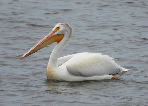 American White Pelican Είναι Ένα Μεγάλο Πουλί — Φωτογραφία Αρχείου