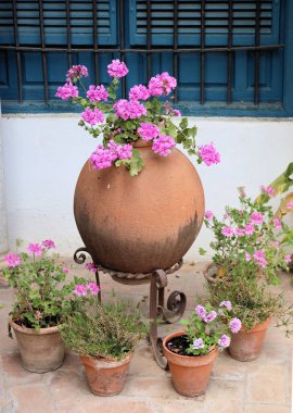 Amaryllis 'li Barbados Zambağı' nın eski amforası ve çiçekleri