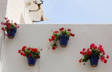 Beyaz duvarda kırmızı çiçekli saksılar