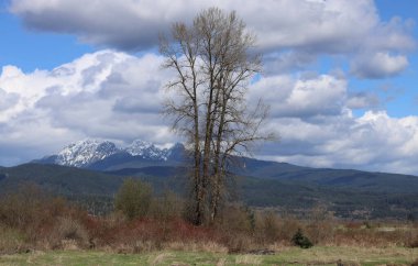 Leafless trees with snow-capped mountains in the background