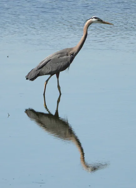 Great Blue Heron Pic#24 in a hunting mood