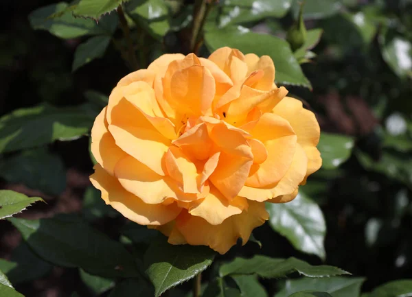Żółty Chiny Rose Kwiat Zawsze Atrakcyjne — Zdjęcie stockowe