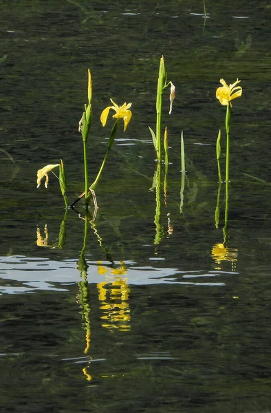 Gelbe Flagge Iris Wächst See — Stockfoto